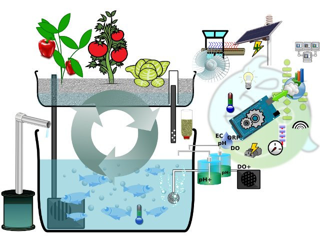 Aquaponics is a food production system that combines conventional 