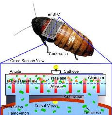 Connected_Coackroach