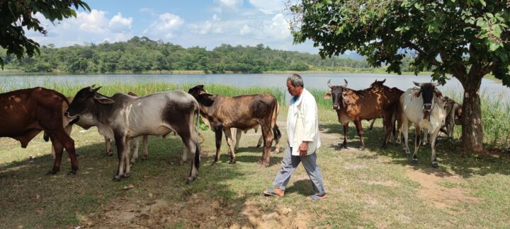 LoRaWAN Cattle Tracking